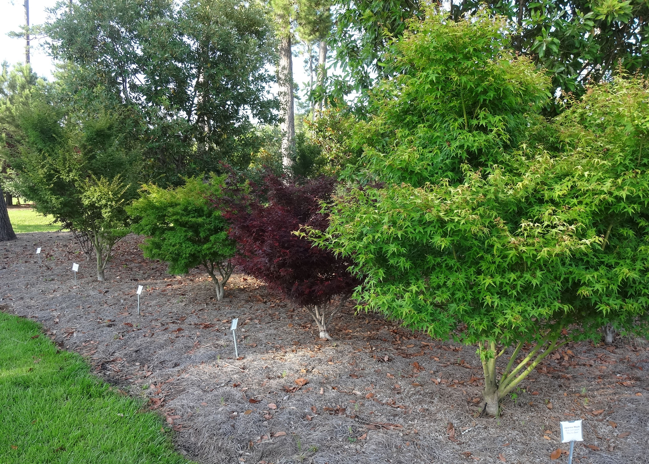 Japanese maples make good specimen trees